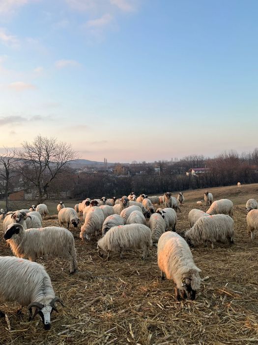 Vând oi miele berbeci