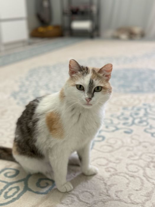 Отдам кошку в добрые руки