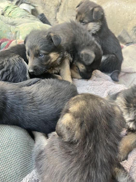Продам Овчарки щенки немцы