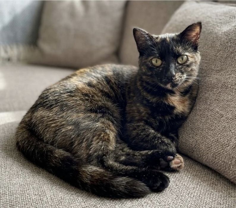 Кошка  стирилизованная