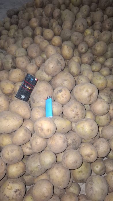 Продам Картофель