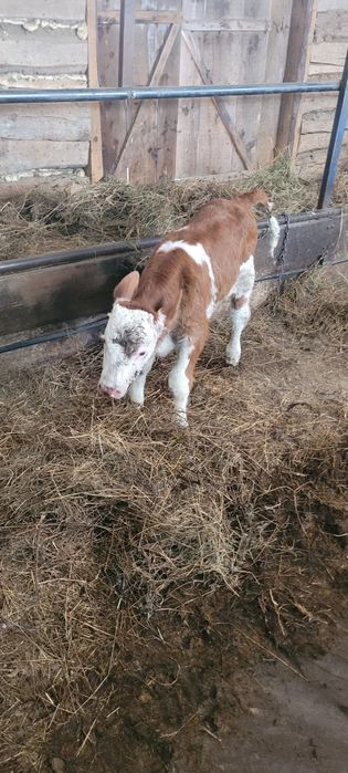 Vând juninca cu vitel