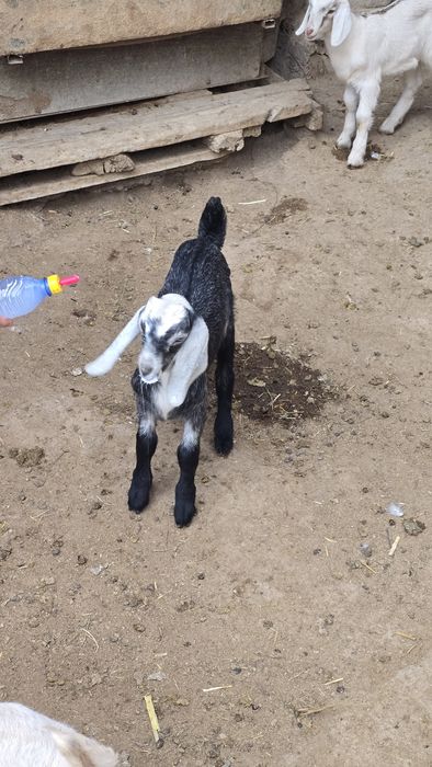 Нуб еркек лақтар сатылады