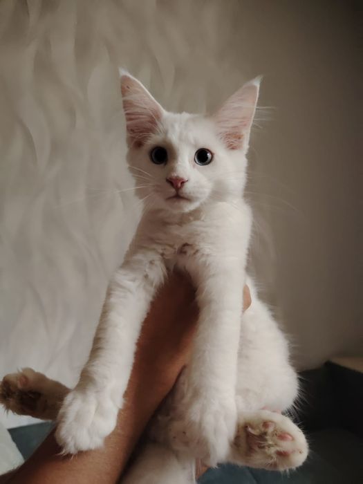 В продаже Котята Мейн-кун