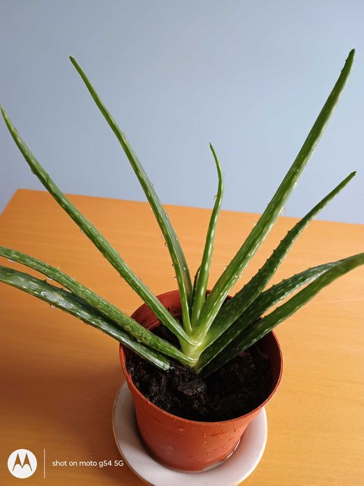 Лечебно алое вера, 2 вида, над 3 - годишни, отлично гледани растения