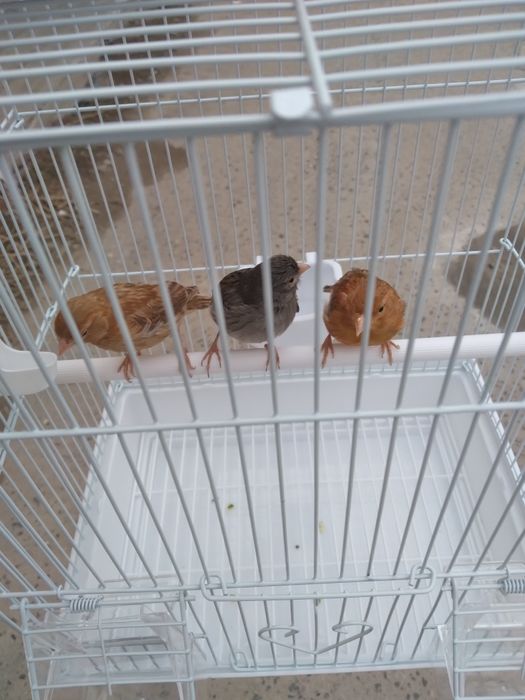 Канарека сотилади