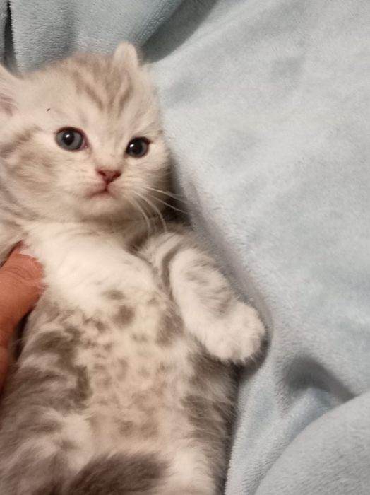 Шотландский прямоухо