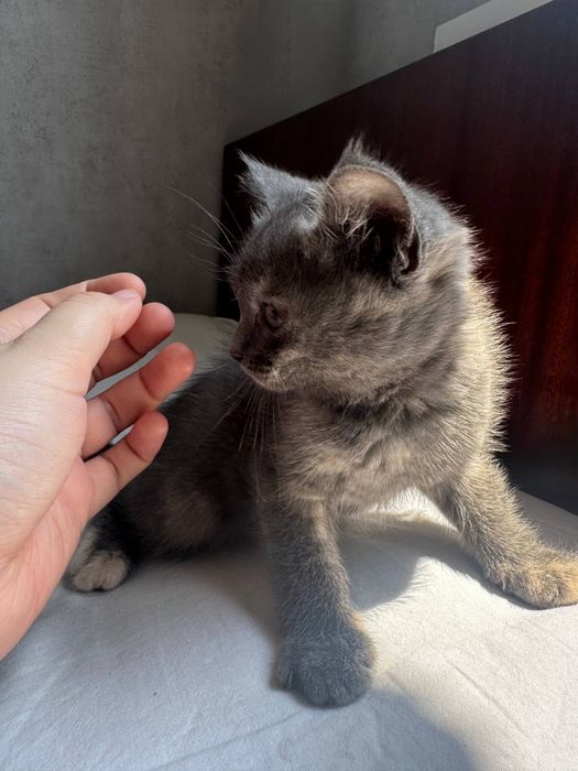 Котята скоттиш страйт