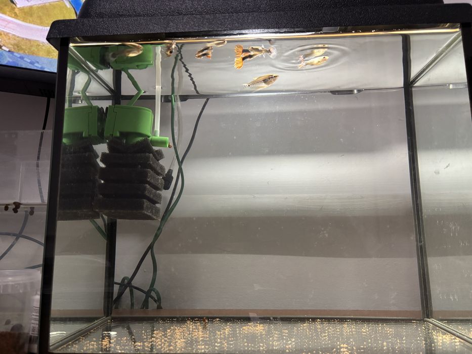 Аквариюм балығымен сатылады