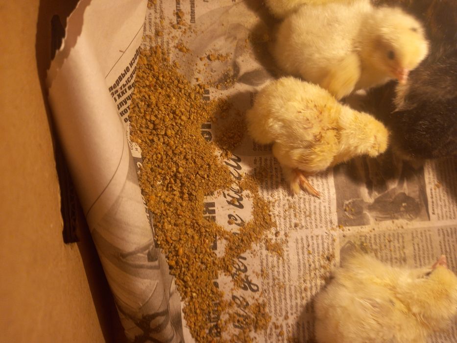 Сутчни шошелер коп