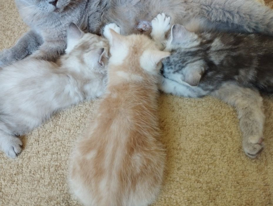 Британские  котята