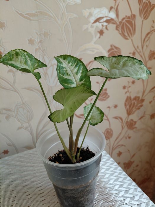 Продам   комнатные цветы