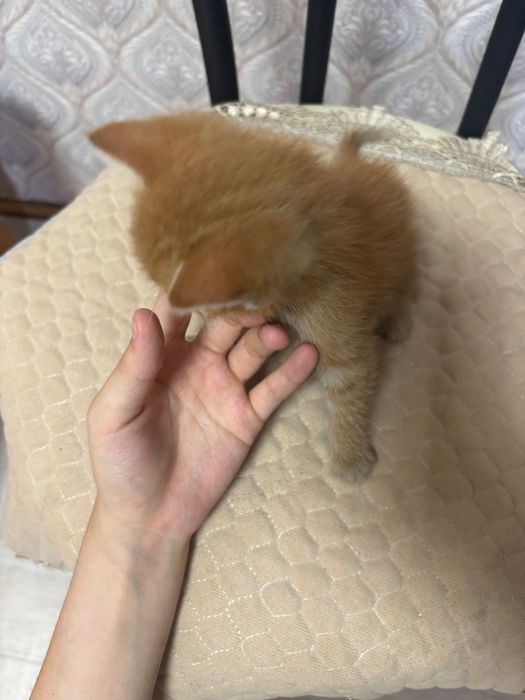 котики  , отдам в хорошие руки.