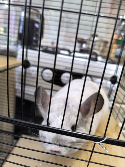 Шиншиллы продам пара