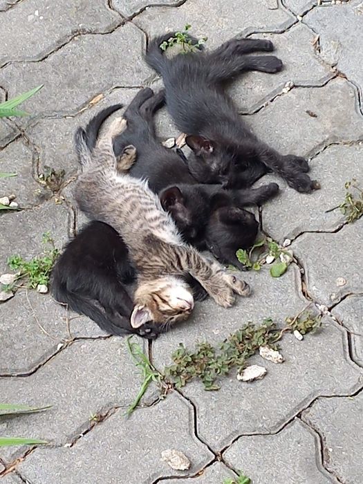 Donez pui de pisică