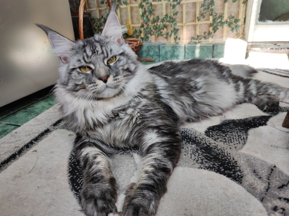 Чистокръвен Мейн кун