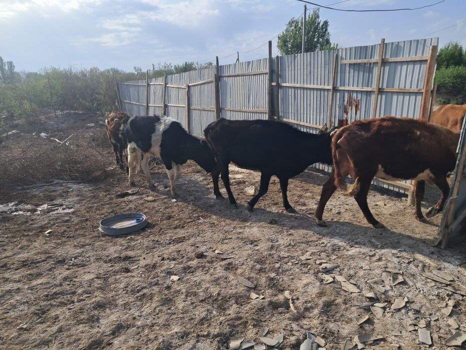 Продам коров с телятами