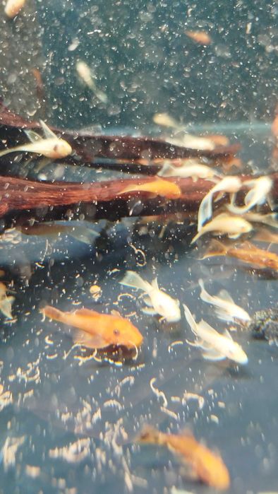 Подростки анциструсов