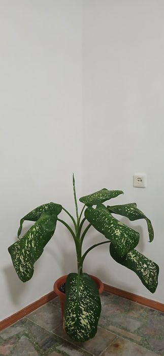 Продам диффенбахию