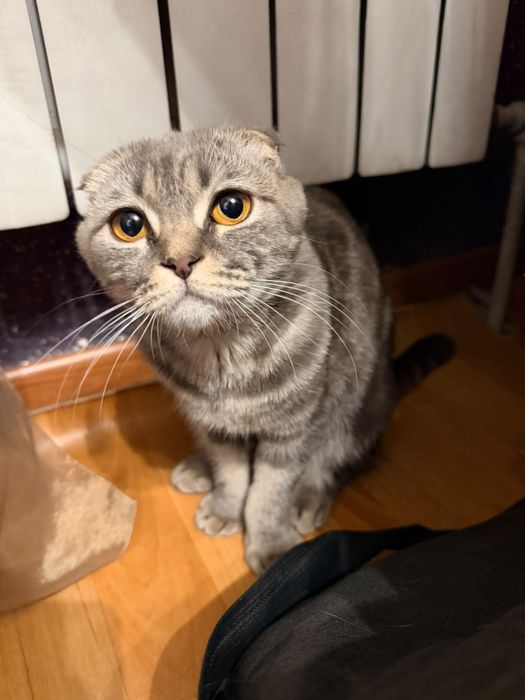 Кошка в хорошие руки