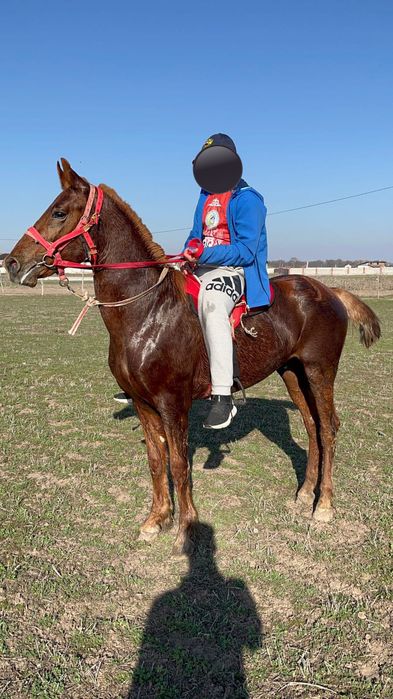 Продам лошадь!!!