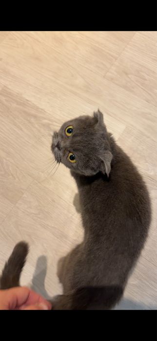 Нашел котенка в 11 микрорайоне