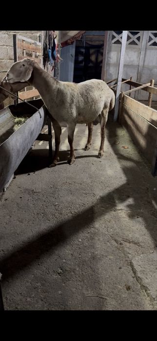 Арашан кошкар сатылады