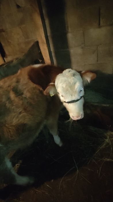 Тез арада сатылады бұзау