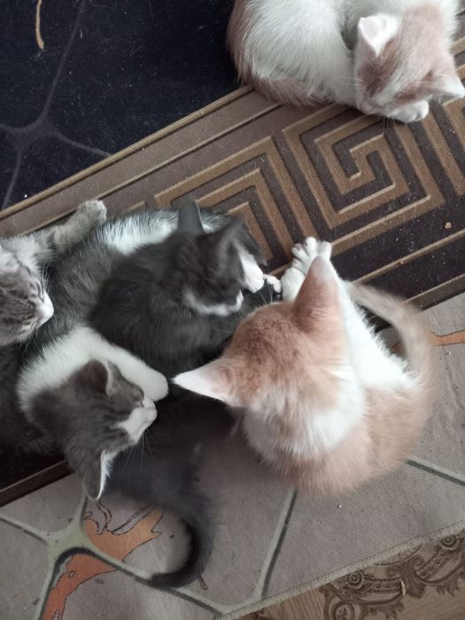 Отдам котят бесплатно