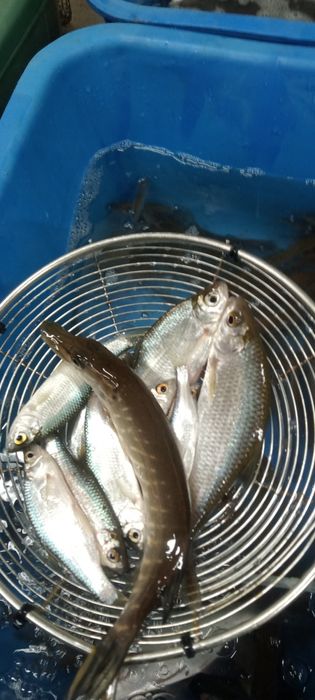 Живец Малёк сарга чабак