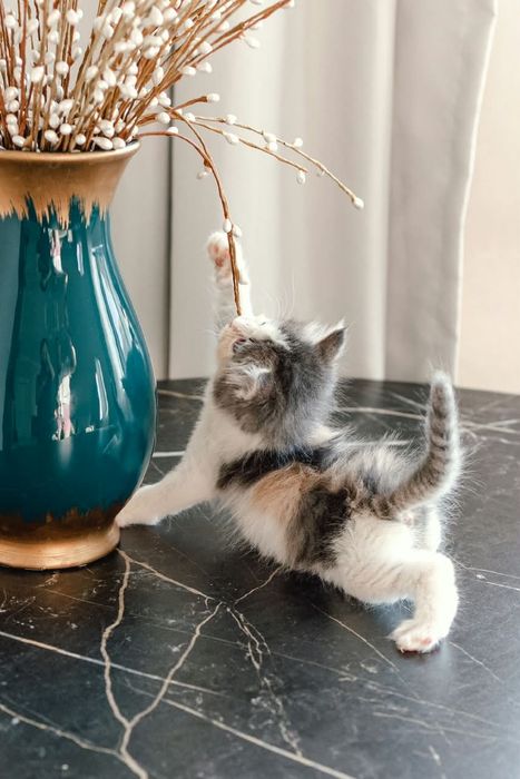 Отдам котенка в хорошие руки