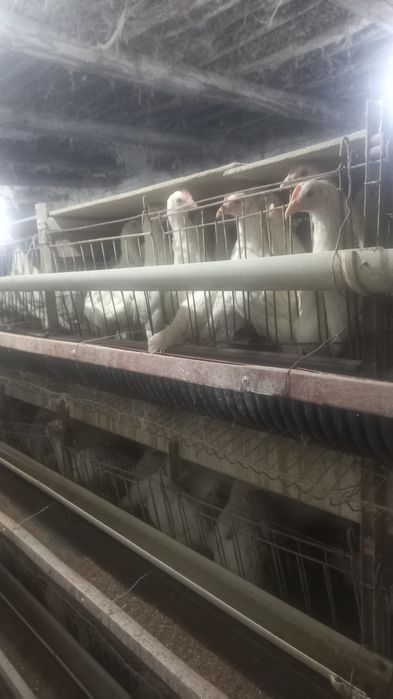 Sendi jo'jalari sotiladi 2200