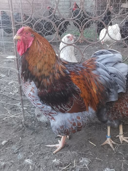 Oua incubat wyandotte, rhode island wyandotte pitic, cochinchina pitic