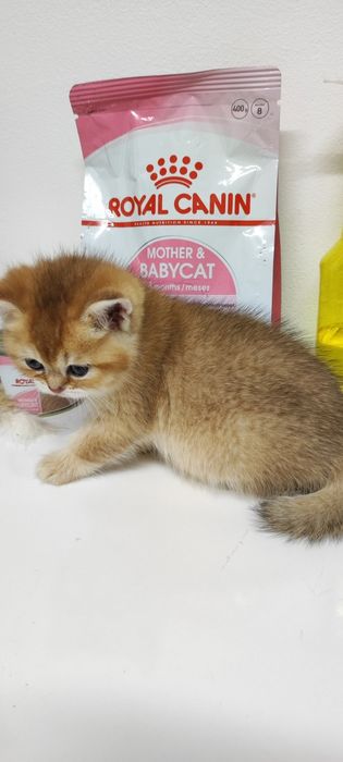 Британские кошечки и котики