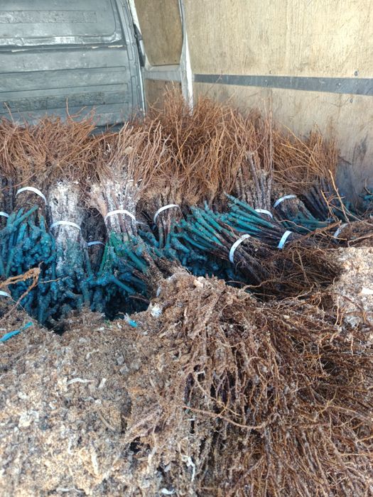 Овощен и лозов посадъчен материал