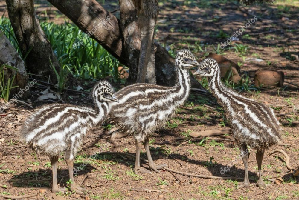 Disponibili pui de struți emu