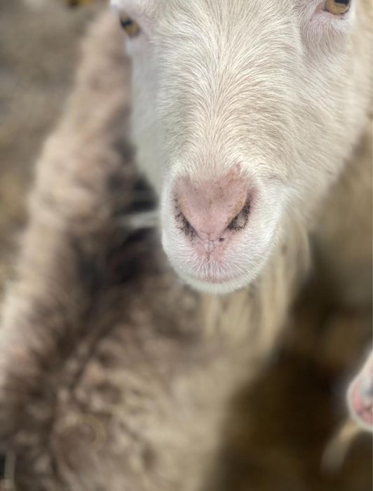 Продам коз дойных пород