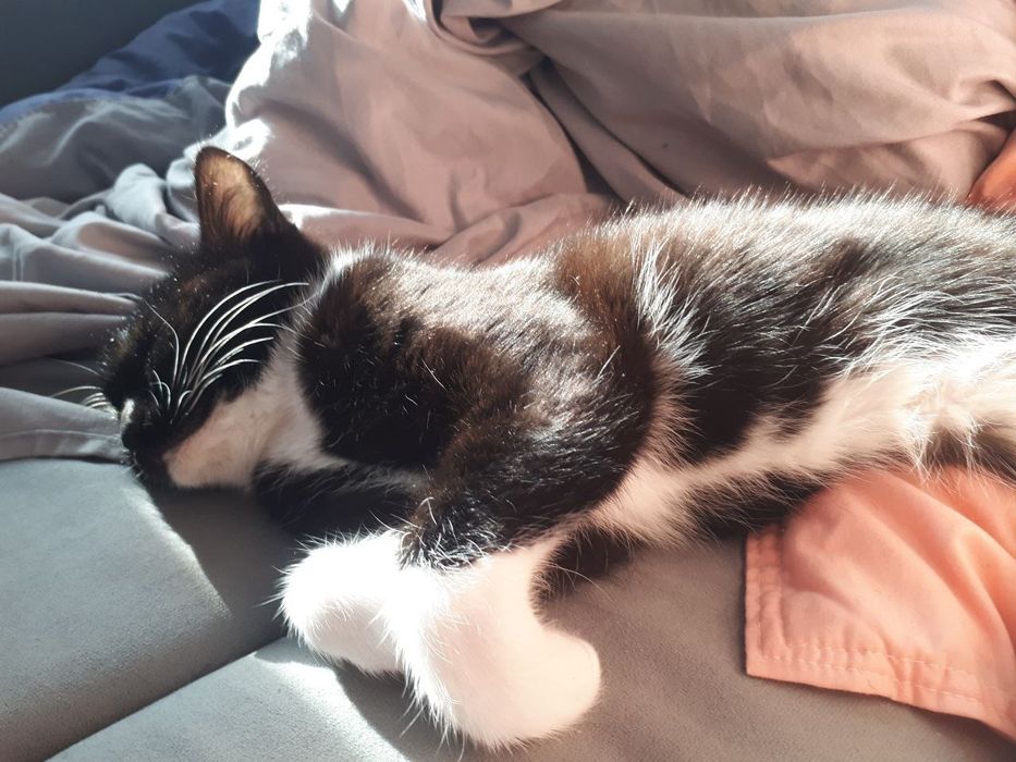 ПОТЕРЯЛАСЬ кошка ! Кличка Фанни