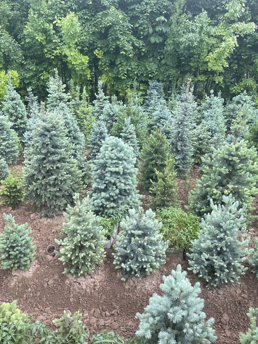 Abdusamat ota archalari Ель голубая archa goluboy serebristiy 0.5m-6m