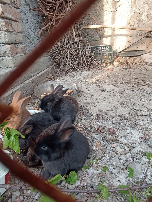 Quyon bolalari sotiladi