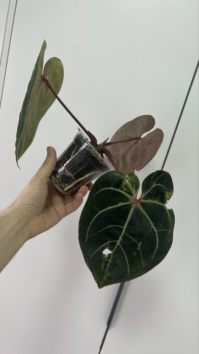 Антуриум Eureka x Besseae aff