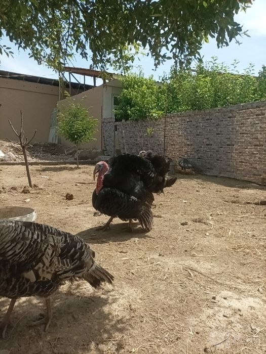 Erkak kurka 800ming