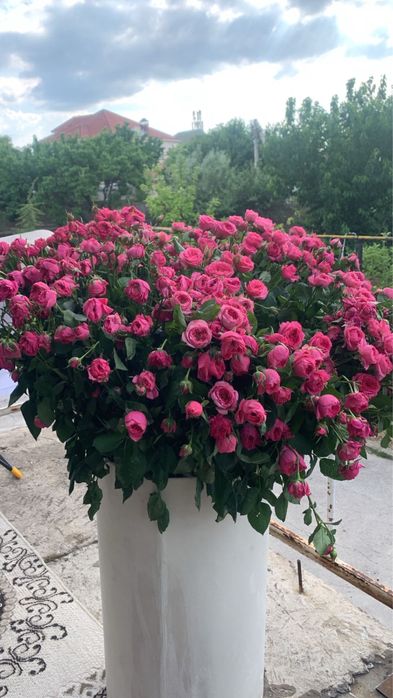 свежий букет торг есть