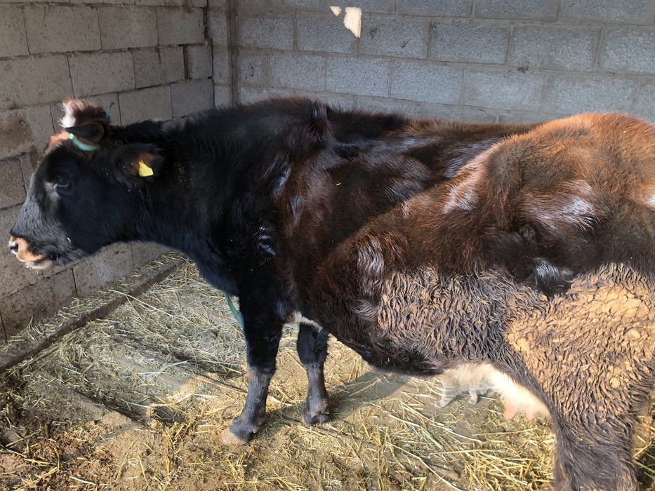 Продаётся корова доиная