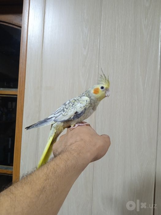 Ручная корелла. Очень умный.