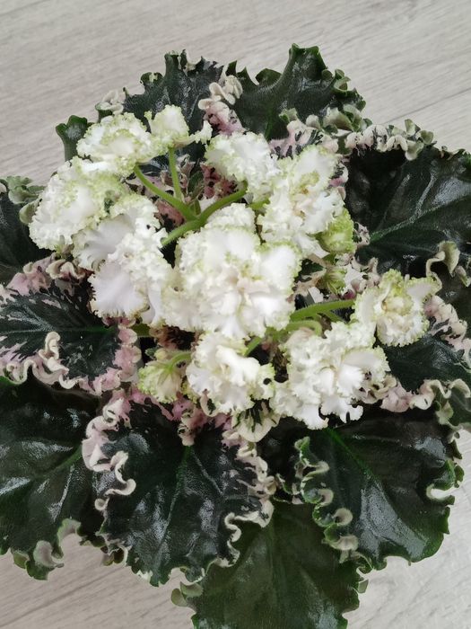 Продам сортовые фиалки