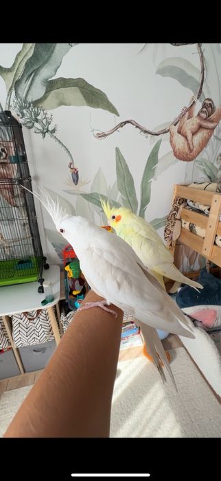 Продаем пару попугаев корелл!