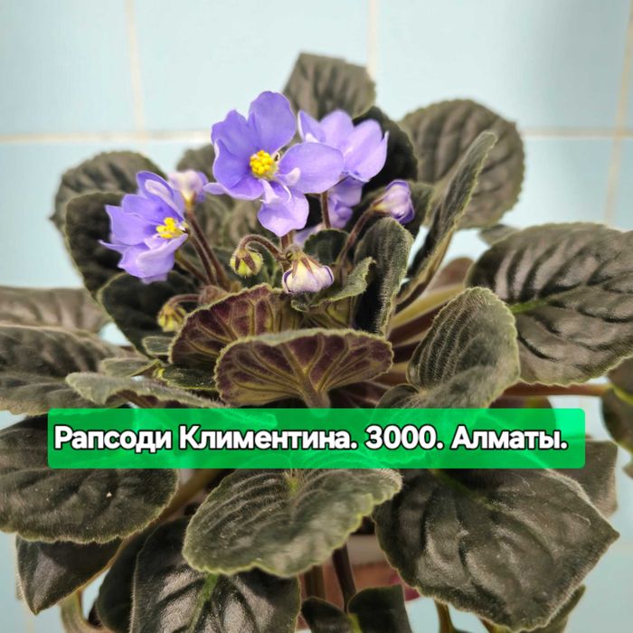 Сансевиерия Микадо в милом кашпо.