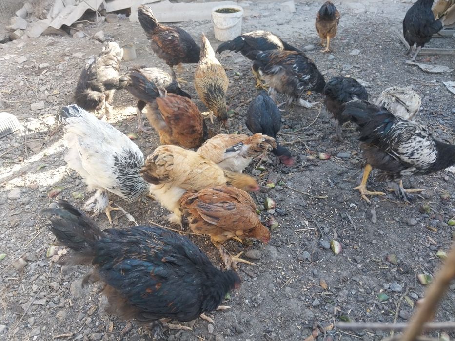 Продаю. Кур, цыплят. Даканы