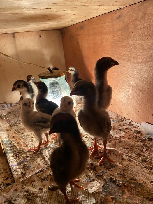 Продам цыплят даканы